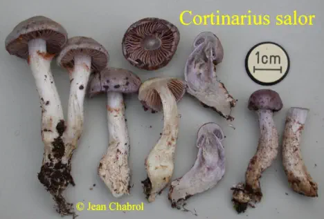 Cortinarius salor, récolté à Tornac (30)