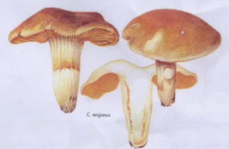 Cortinarius sergianus