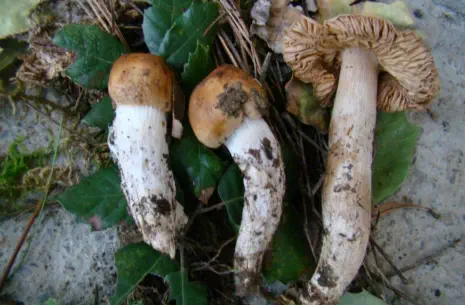 Cortinarius sergianus (Photo Laurette BASSET)