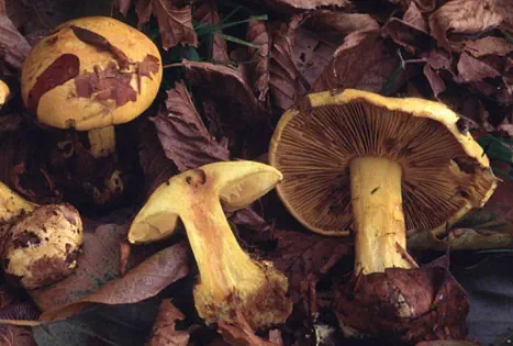 Cortinarius splendens (cortinaire splendide ou cortinaire jaune d'oeuf)