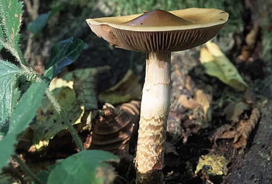 Cortinarius trivialis (cortinaire trivial)