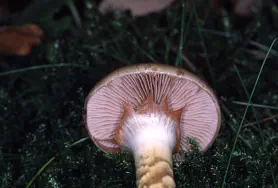 Cortinarius trivialis (cortinaire trivial)