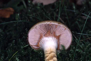 Cortinarius trivialis (cortinaire trivial)
