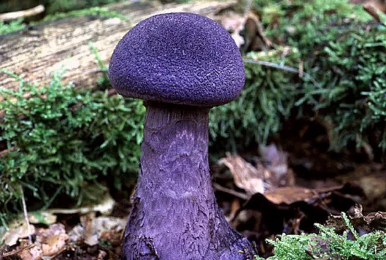 Cortinarius violaceus (cortinaire violet)