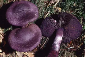 Cortinarius violaceus (cortinaire violet)
