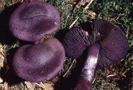 Cortinarius violaceus (cortinaire violet)