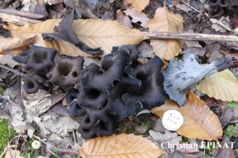Craterellus cornucopioides (Photo C. Epinat )