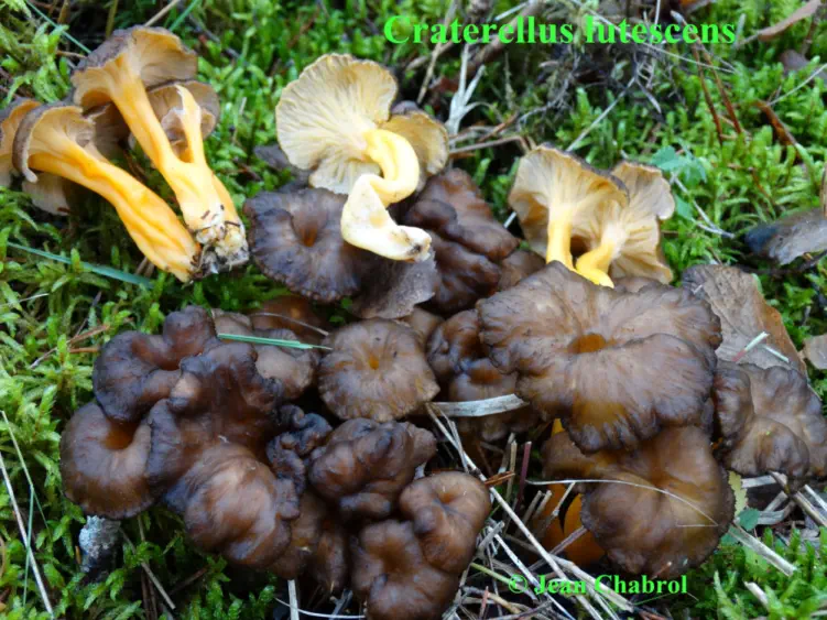 Craterellus lutescens de Seyne (04)