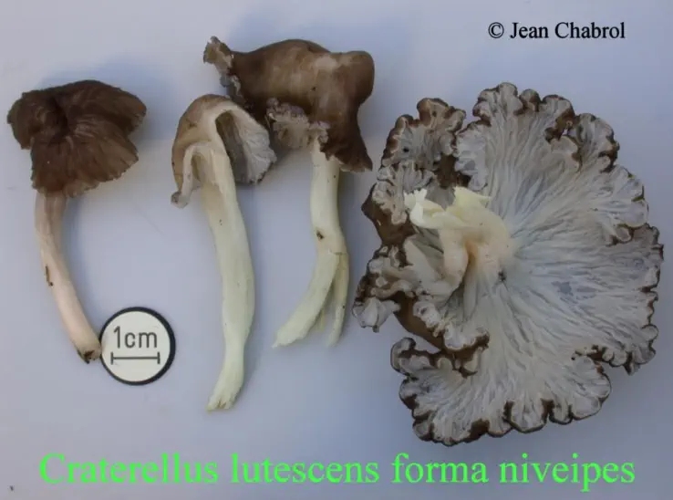 Craterellus lutescens forma niveipes, récoltée à Gravières (07)
