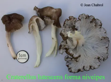 Craterellus lutescens forma niveipes, récoltée à Gravières (07)