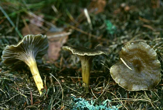 Cantharellus tubaeformis (chanterelle en tube)