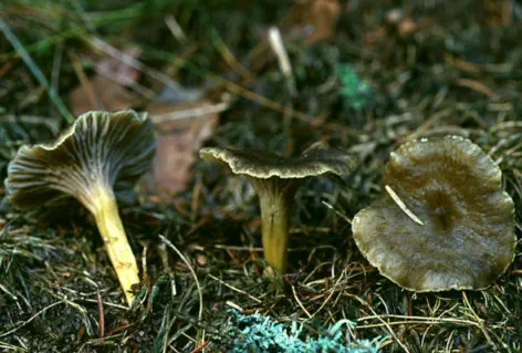 Cantharellus tubaeformis (chanterelle en tube)