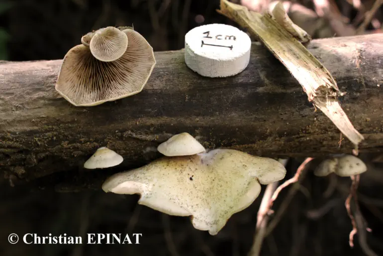 Crepidotus mollis (crepidote mou) - (Photo C. Epinat )