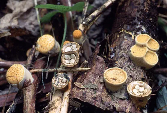 Crucibulum laeve (crucibule lisse)