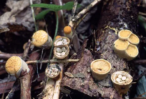 Crucibulum laeve (crucibule lisse)