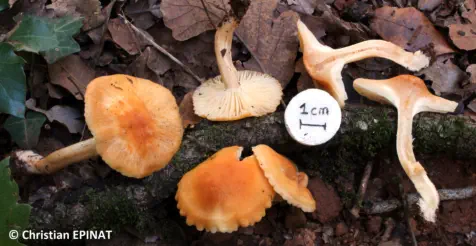Cuphophyllus pratensis récolté sur la commune de Saint Julien les Rosiers (30)