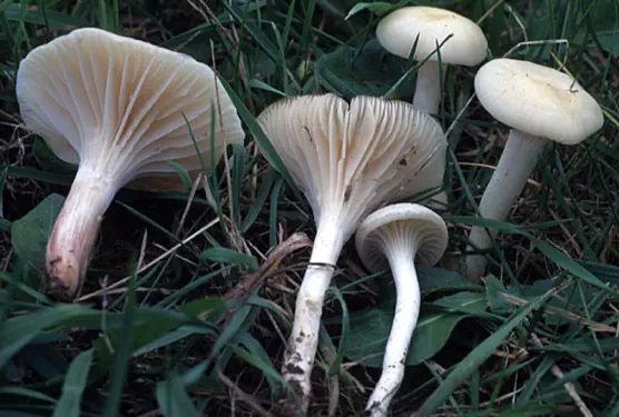 Cuphophyllus virgineus (= Hygrocybe virginea)