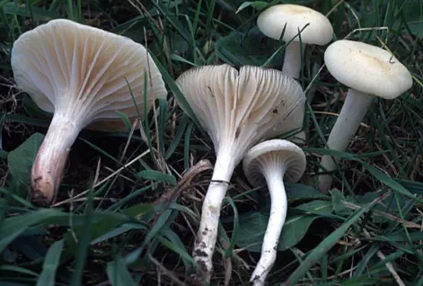 Cuphophyllus virgineus (= Hygrocybe virginea)