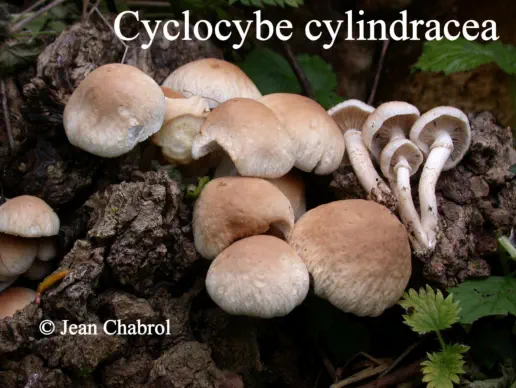 Cyclocybe cylindracea récolté sur la commune de Saint Antoinede Breuilh (24)