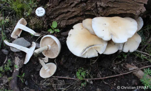 Cyclocybe cylindracea récolté sur la commune de Laval-Pradel (30)