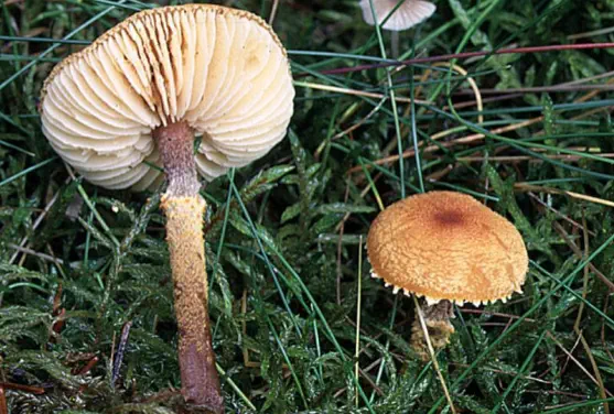 Cystoderma amianthinum (cystoderme furfurace)