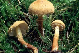 Cystoderma amianthinum (cystoderme furfurace)