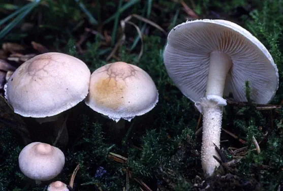 Cystoderma carcharias (cystoderme dents de requin)