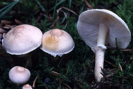 Cystoderma carcharias (cystoderme dents de requin)