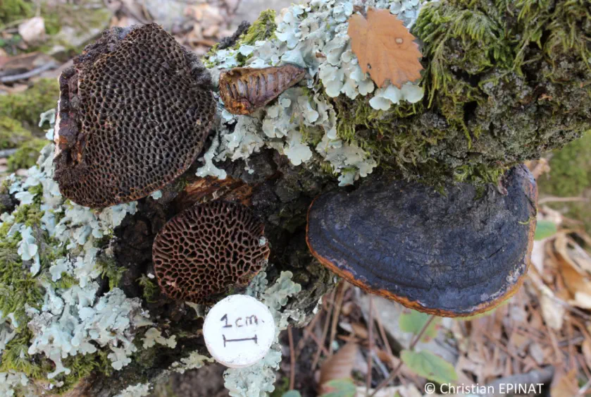 Daedaleopsis nitida récolté sur la commune du Martinet (30)