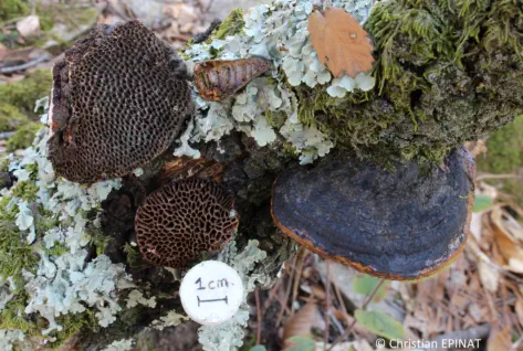 Daedaleopsis nitida récolté sur la commune du Martinet (30)