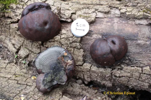 Daldinia concentrica (photo Christian EPINAT - 17-03-2015)