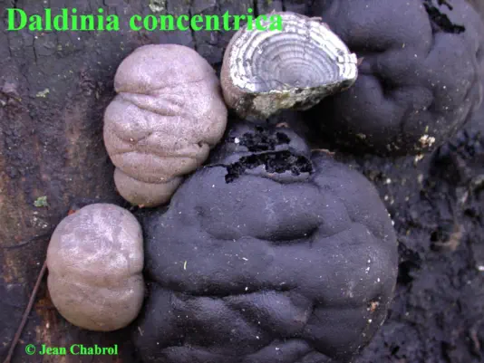 Daldinia concentrica, commune de Massillalrgues-Attuech (30)
