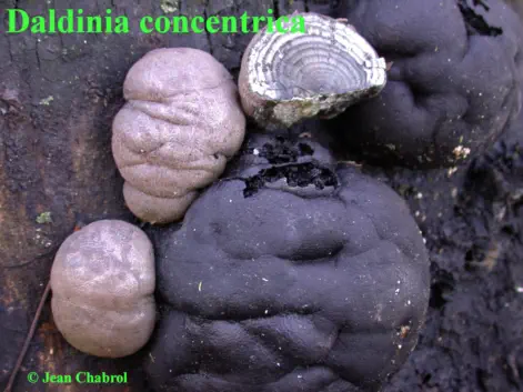 Daldinia concentrica, commune de Massillalrgues-Attuech (30)