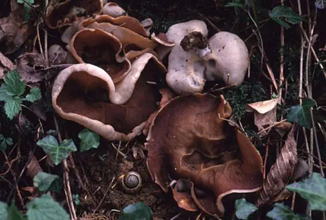 Disciotis venosa (oreille de cochon)