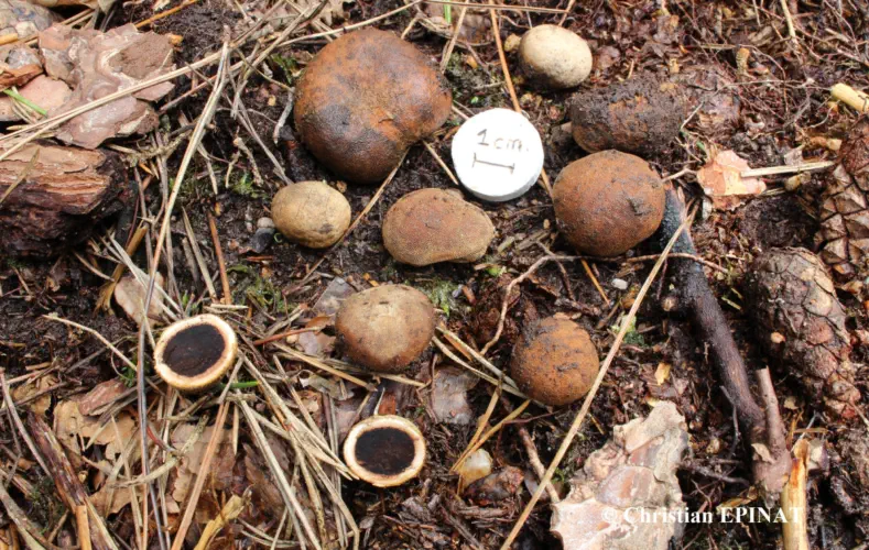 Elaphomyces granulatus Fr. (1829) récolté sur la commune de Saint Sébastien d'Aigrefeuille (30)