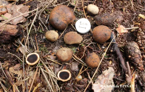 Elaphomyces granulatus Fr. (1829) récolté sur la commune de Saint Sébastien d'Aigrefeuille (30)