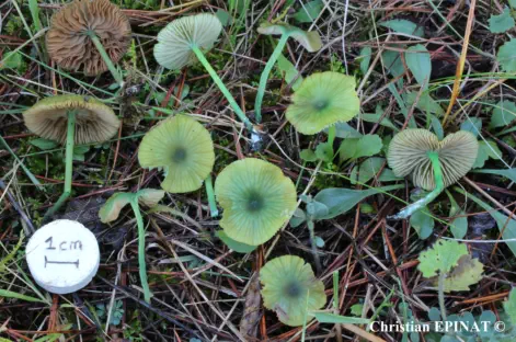 Entoloma incanum