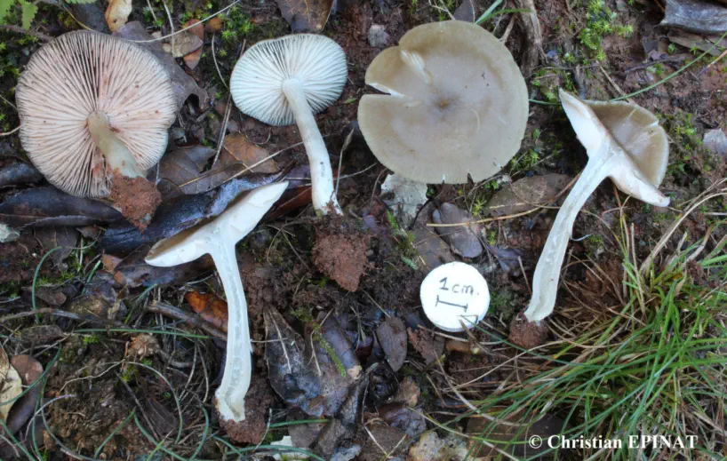Entoloma rhodopolium récolté sur la commune de La Bastide d'Engras (30)