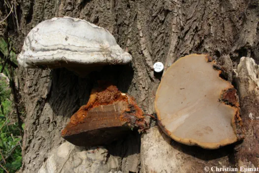 Fomes fomentarius - ( Photo C. Epinat )