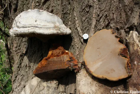 Fomes fomentarius - ( Photo C. Epinat )