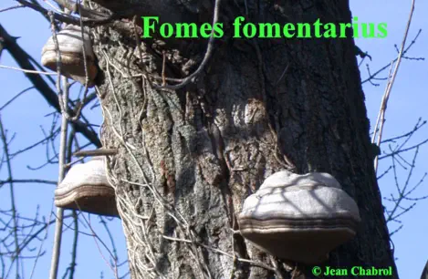 Fomes fomentarius, commune de Boisset et Gaujac (30)