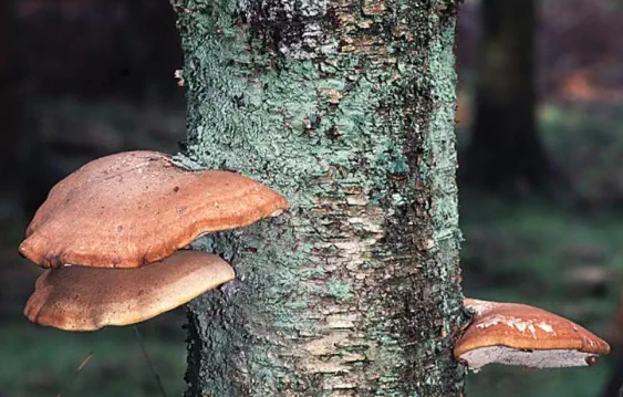 Fomitopsis betulina  (= Piptoporus betulinus) ou polypore du bouleau