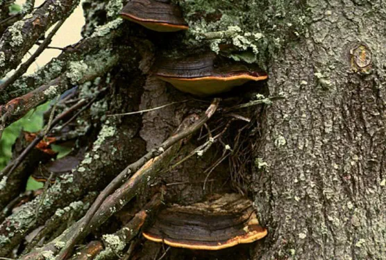 Fomitopsis pinicola