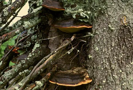 Fomitopsis pinicola