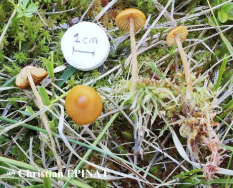 Galerina hybrida récoltée sur la commune de Saint Julien du Tournel (48)