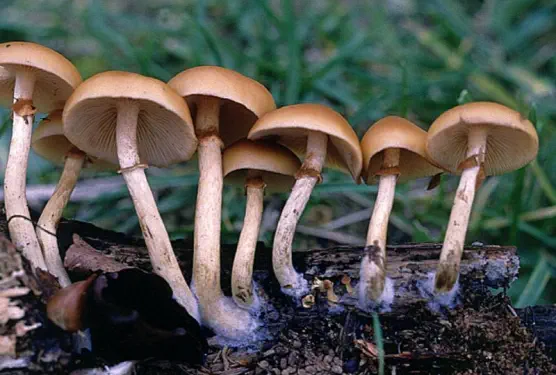 galerina marginata