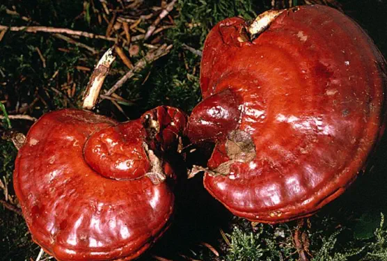 Ganoderma lucidum (ganoderme luisant)