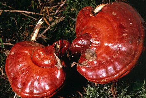 Ganoderma lucidum (ganoderme luisant)