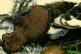 Gloeophyllum sepiarium (lenzite des clotures)