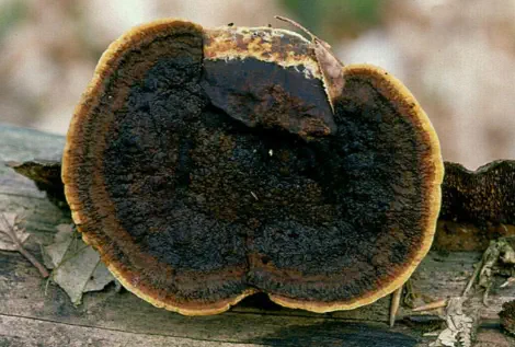 Gloeophyllum sepiarium (lenzite des clotures)